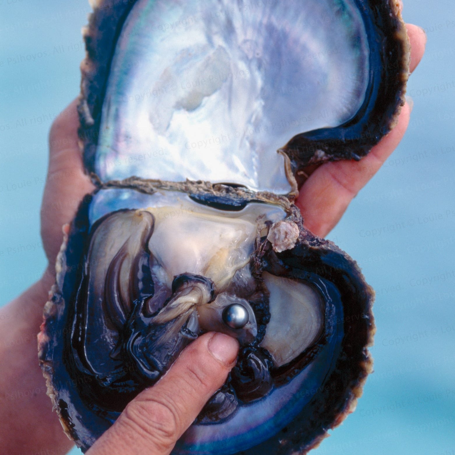 Black Tahitian Oyster(8-12mm)